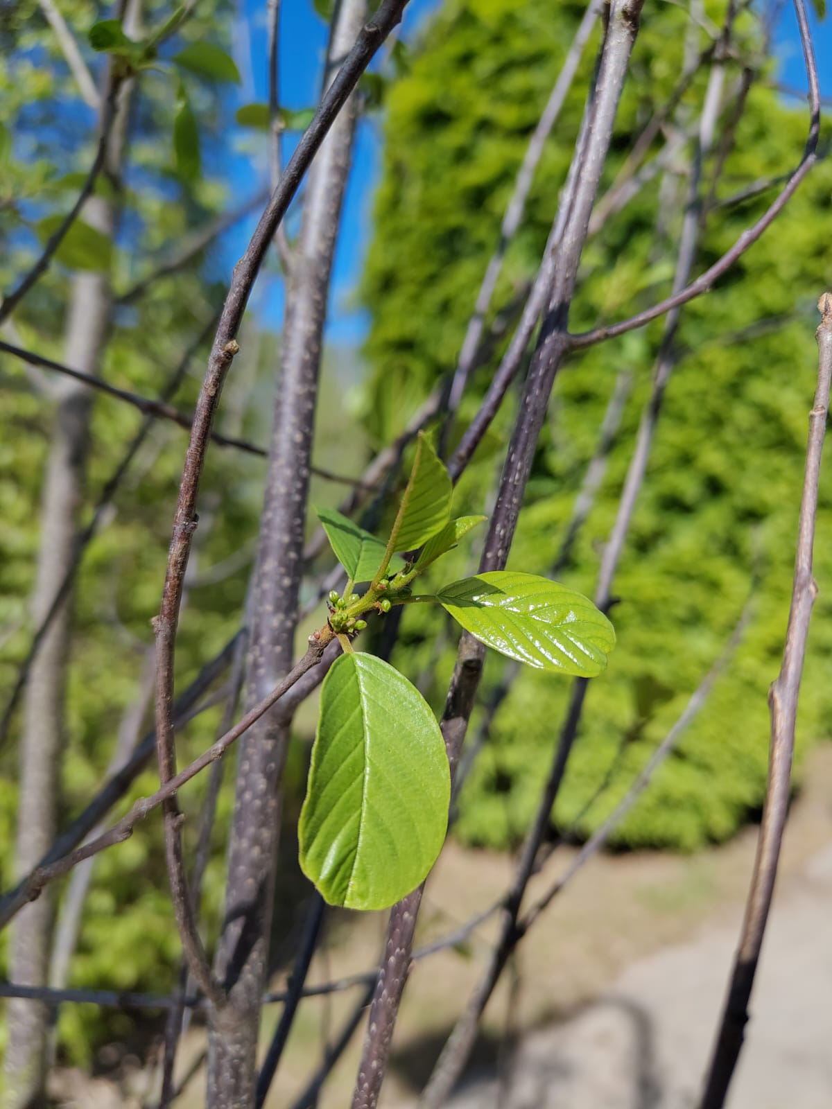Vuilboom | Meerstammig