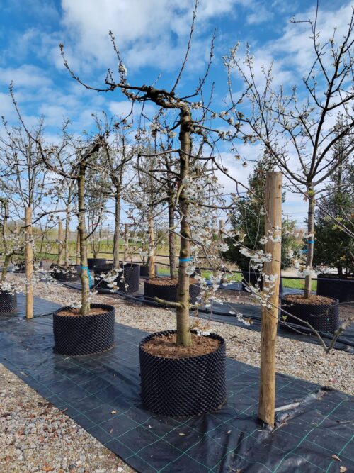Kersenboom 'Kordia' | Laagstam