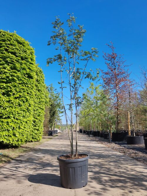 Wilde Lijsterbes | Meerstammig