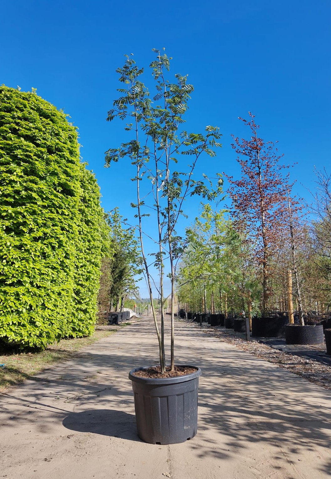 Wilde Lijsterbes | Meerstammig