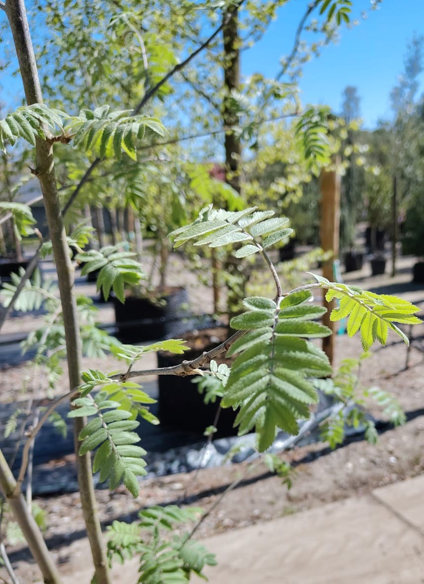 Wilde Lijsterbes | Meerstammig