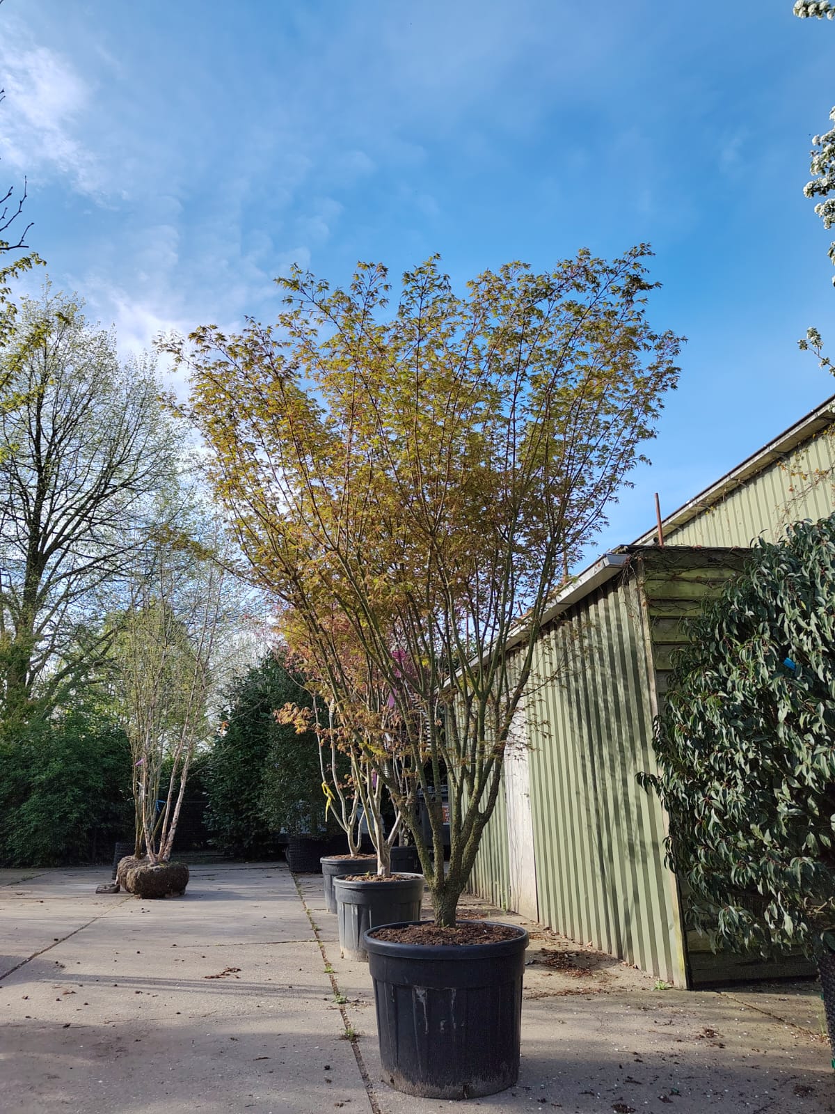 Japanse esdoorn 'Arakawa' | Meerstammig