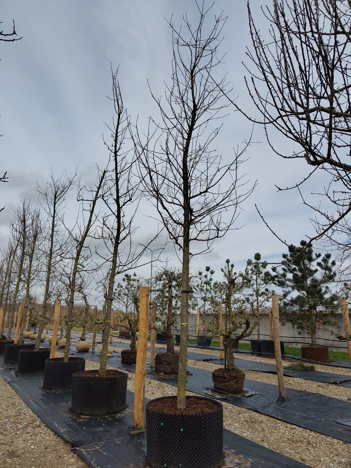 Appelboom 'Notarisappel' | Hoogstam