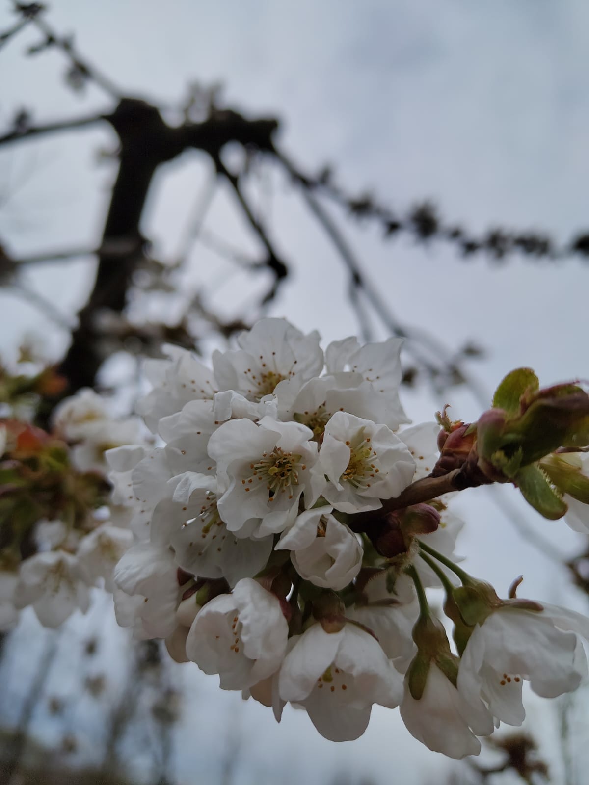 Kersenboom 'Kordia' | Halfstam