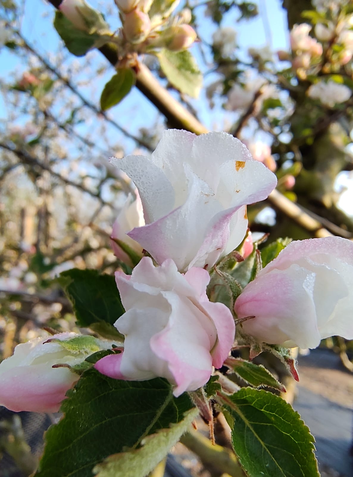 Appelboom 'Delbare' | Laagstam