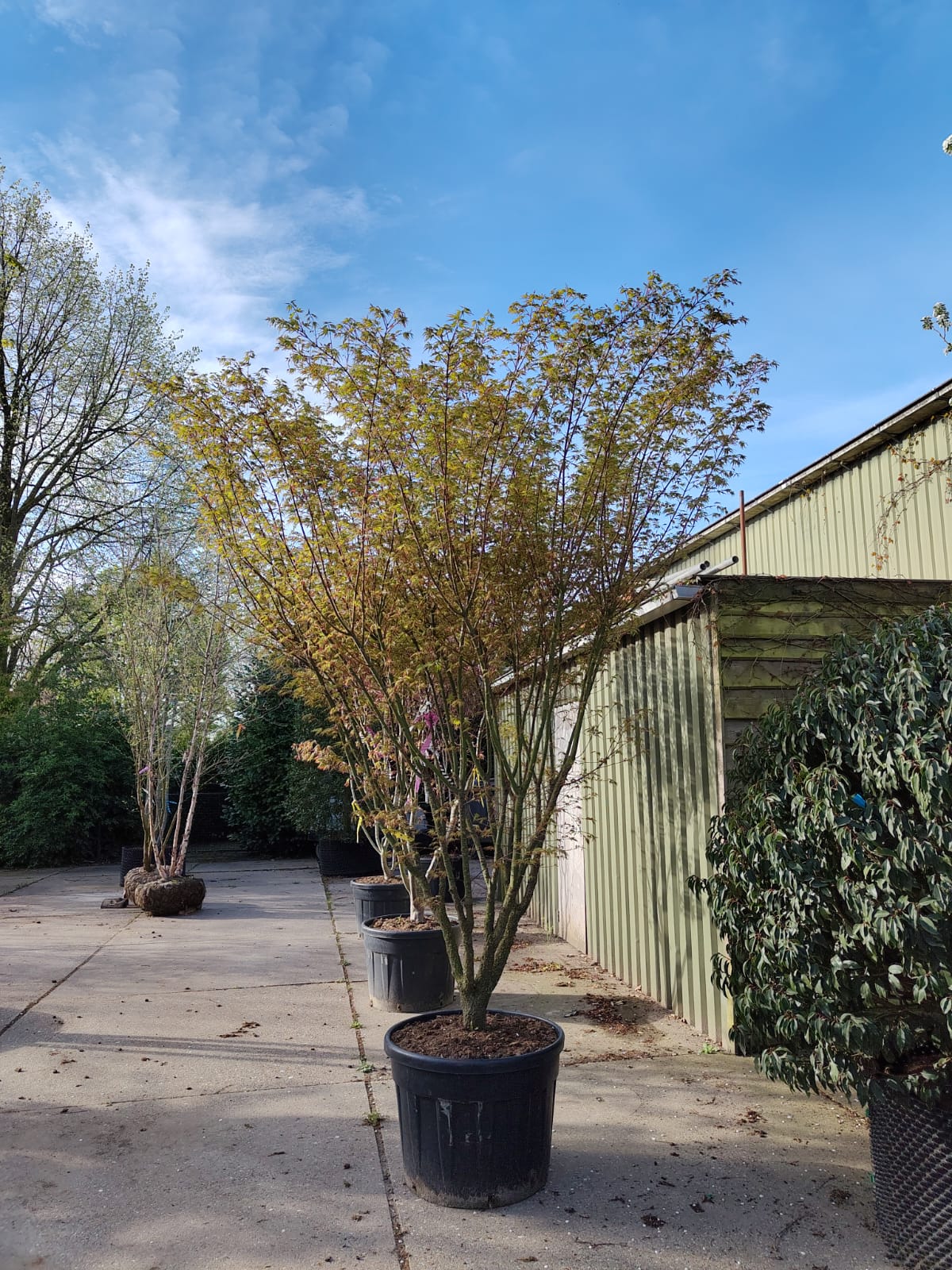 Japanse esdoorn 'Arakawa' | Meerstammig