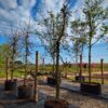 Appelboom 'Delbare' | Laagstam
