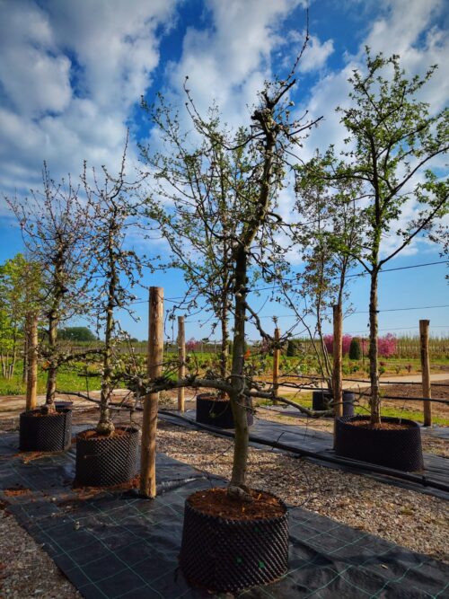Appelboom 'Delbare' | Laagstam