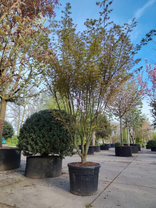 Japanse esdoorn 'Arakawa' | Meerstammig