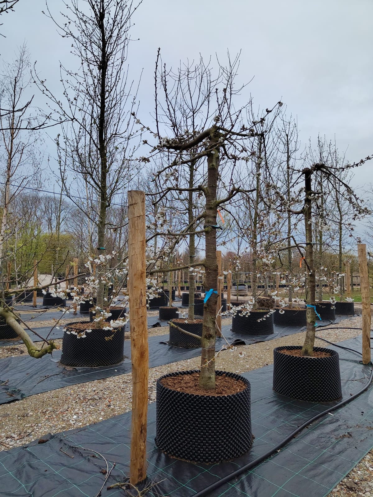 Kersenboom 'Kordia' | Laagstam