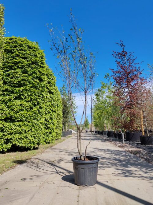 Vuilboom | Meerstammig