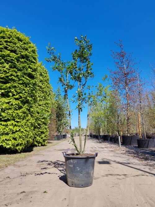 Wilde kardinaalsmuts | Meerstammig