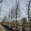 Appelboom 'Jonagold' | Hoogstam