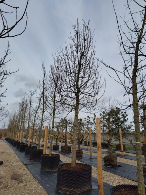 Appelboom 'Jonagold' | Hoogstam