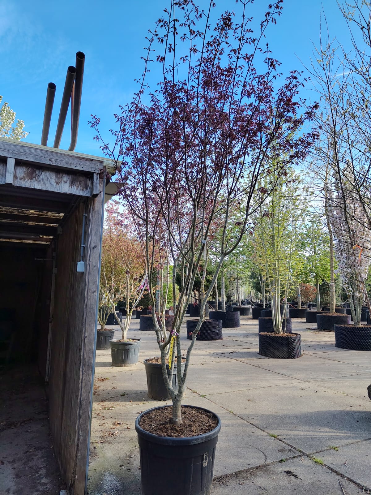 Japanse esdoorn 'Trompenburg' | Meerstammig