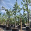 Appelboom 'Alkmene' | Hoogstam