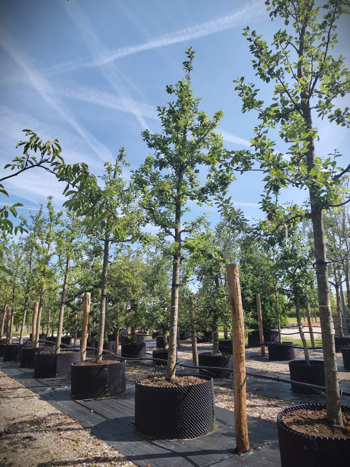 Appelboom 'Alkmene' | Hoogstam