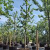 Appelboom 'Alkmene' | Hoogstam