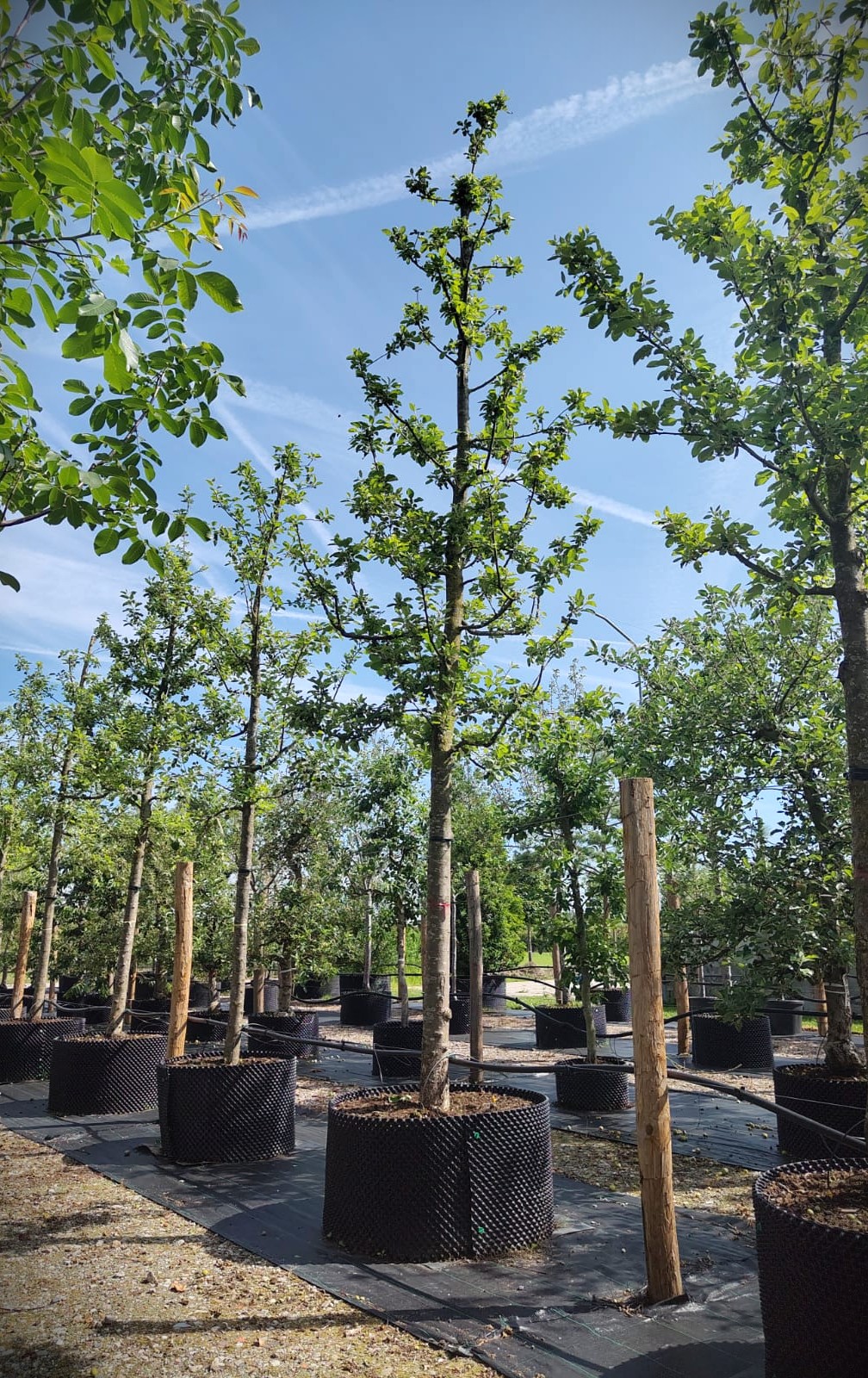 Appelboom 'Alkmene' | Hoogstam