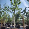 Appelboom 'Alkmene' | Hoogstam