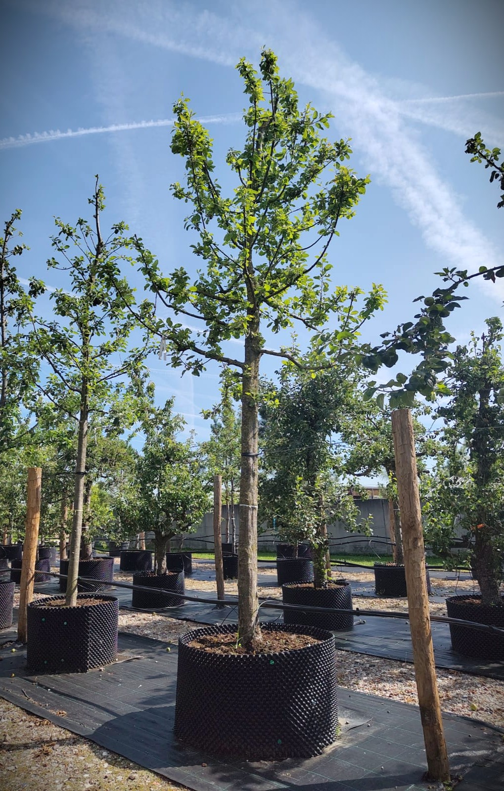 Appelboom 'Alkmene' | Hoogstam