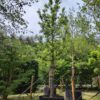 Appelboom 'Alkmene' | Hoogstam