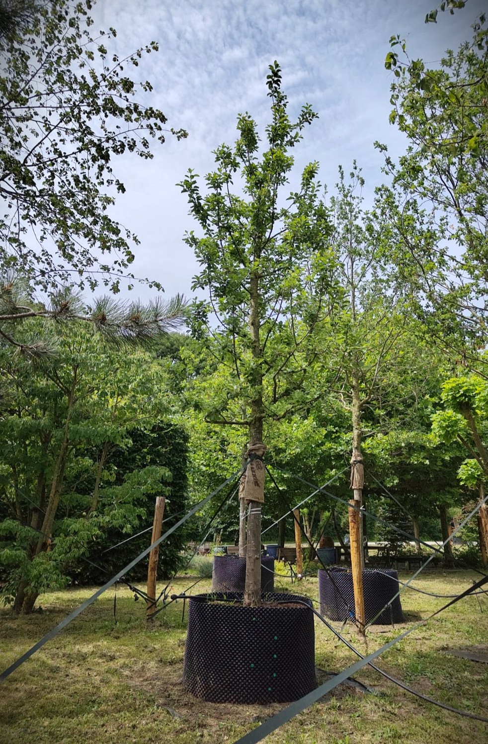 Appelboom 'Alkmene' | Hoogstam
