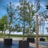 Appelboom 'Delbare' | Laagstam