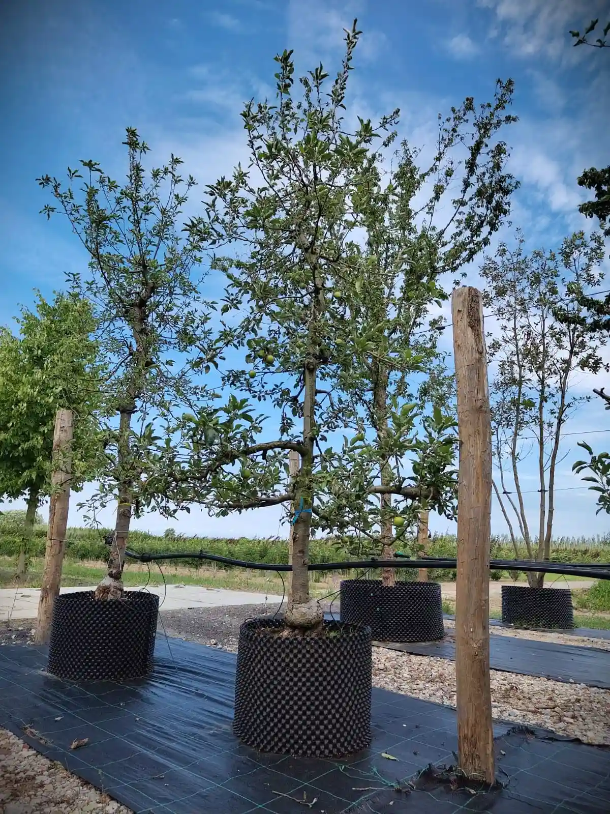 Appelboom 'Delbare' | Laagstam