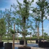Appelboom 'Delbare' | Laagstam