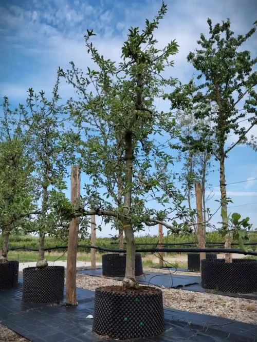 Appelboom 'Delbare' | Laagstam