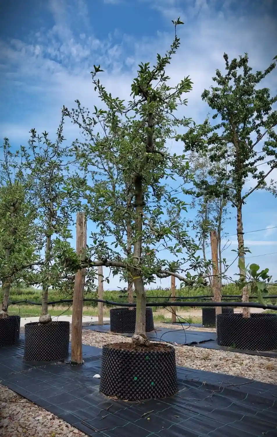Appelboom 'Delbare' | Laagstam