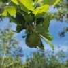 Appelboom 'Jonagold' | Hoogstam