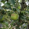Appelboom 'Delbare' | Laagstam