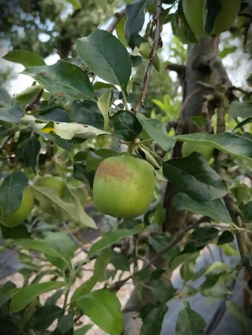 Appelboom 'Delbare' | Laagstam