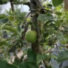 Appelboom 'Delbare' | Laagstam