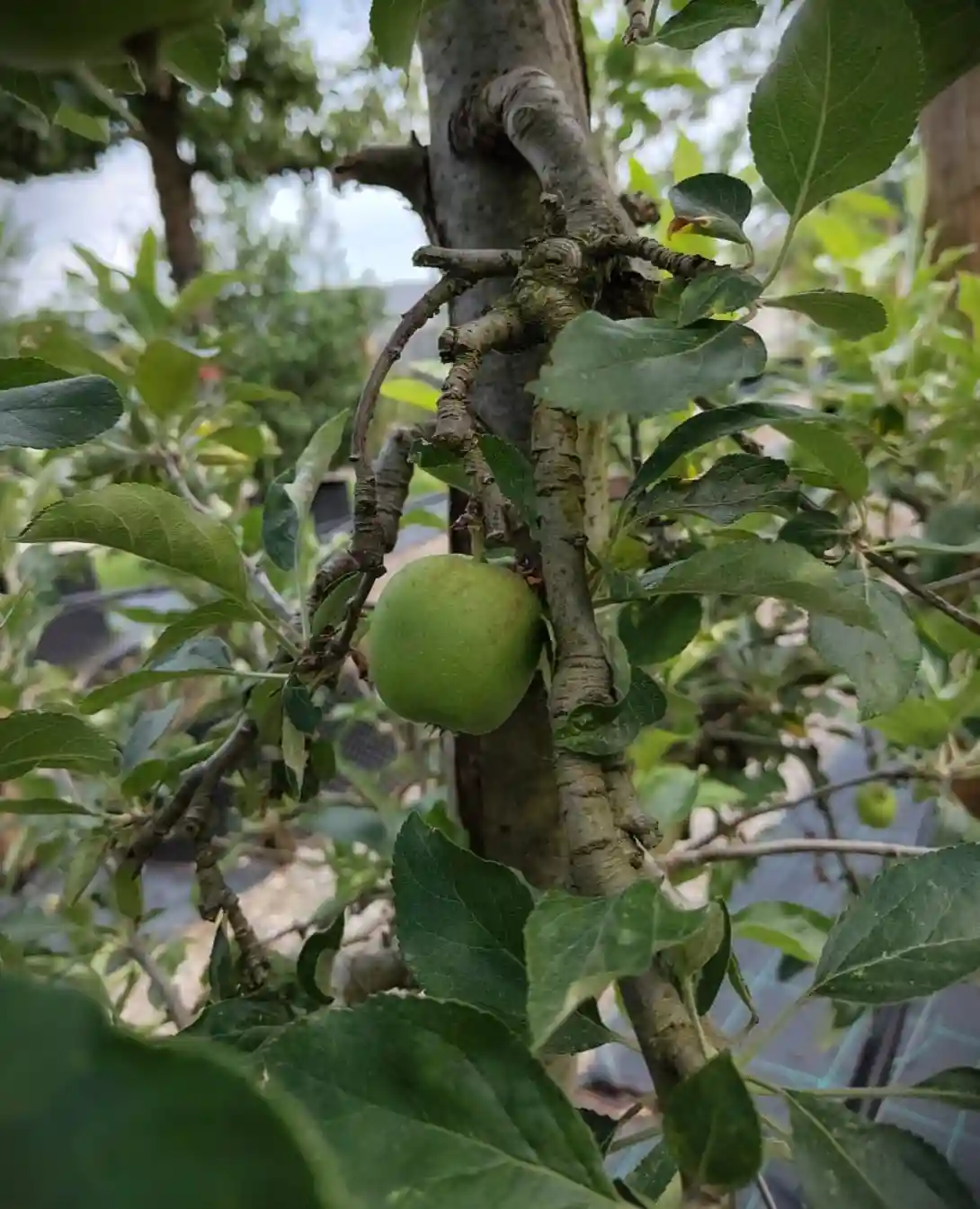 Appelboom 'Delbare' | Laagstam