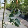 Wilde kardinaalsmuts | Meerstammig