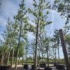 Appelboom 'Cox Orange Pippin' | Hoogstam