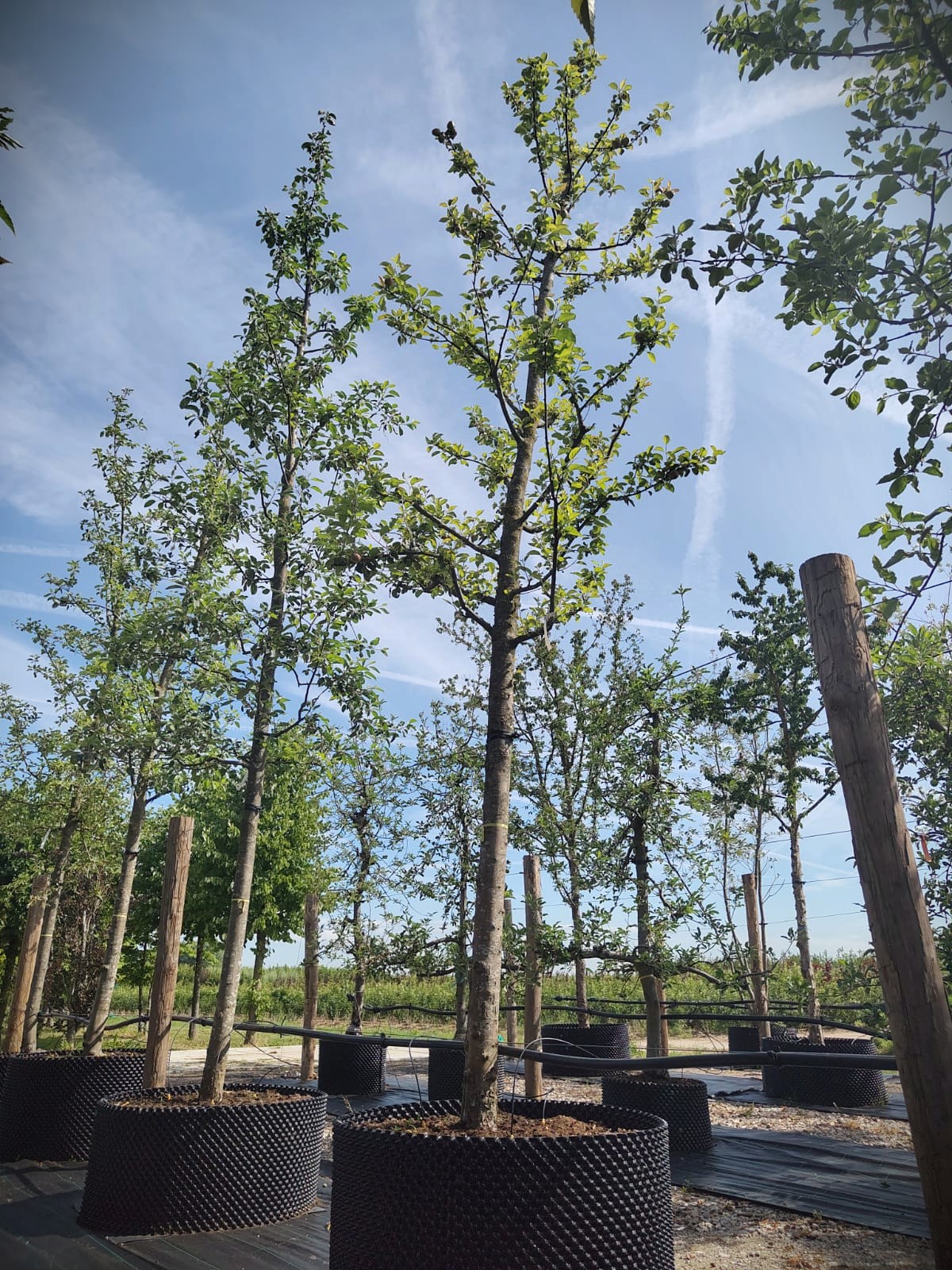 Appelboom 'Cox Orange Pippin' | Hoogstam