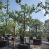 Appelboom 'Jacques Lebel' | Hoogstam