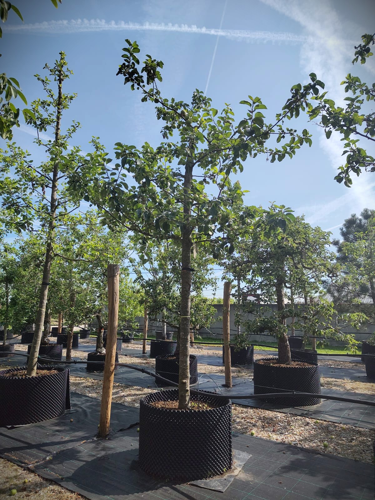 Appelboom 'Jacques Lebel' | Hoogstam