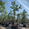 Appelboom 'Jacques Lebel' | Hoogstam