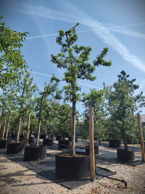 Appelboom 'Jacques Lebel' | Hoogstam