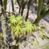 Japanse esdoorn 'Arakawa' | Meerstammig