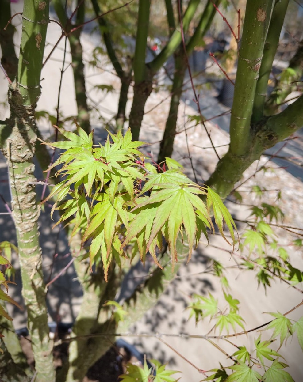 Japanse esdoorn 'Arakawa' | Meerstammig