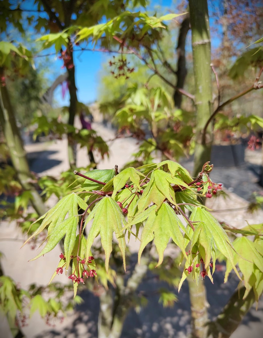 Japanse esdoorn 'Osakazuki' | Meerstammig