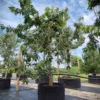 Kersenboom 'Kordia' | Laagstam