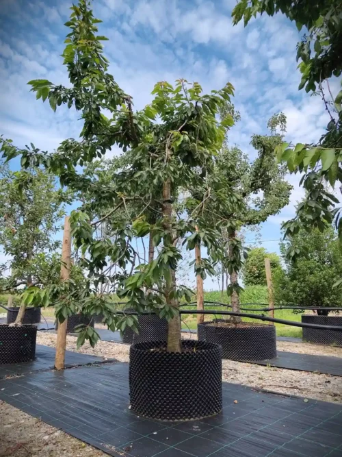 Kersenboom 'Kordia' | Laagstam
