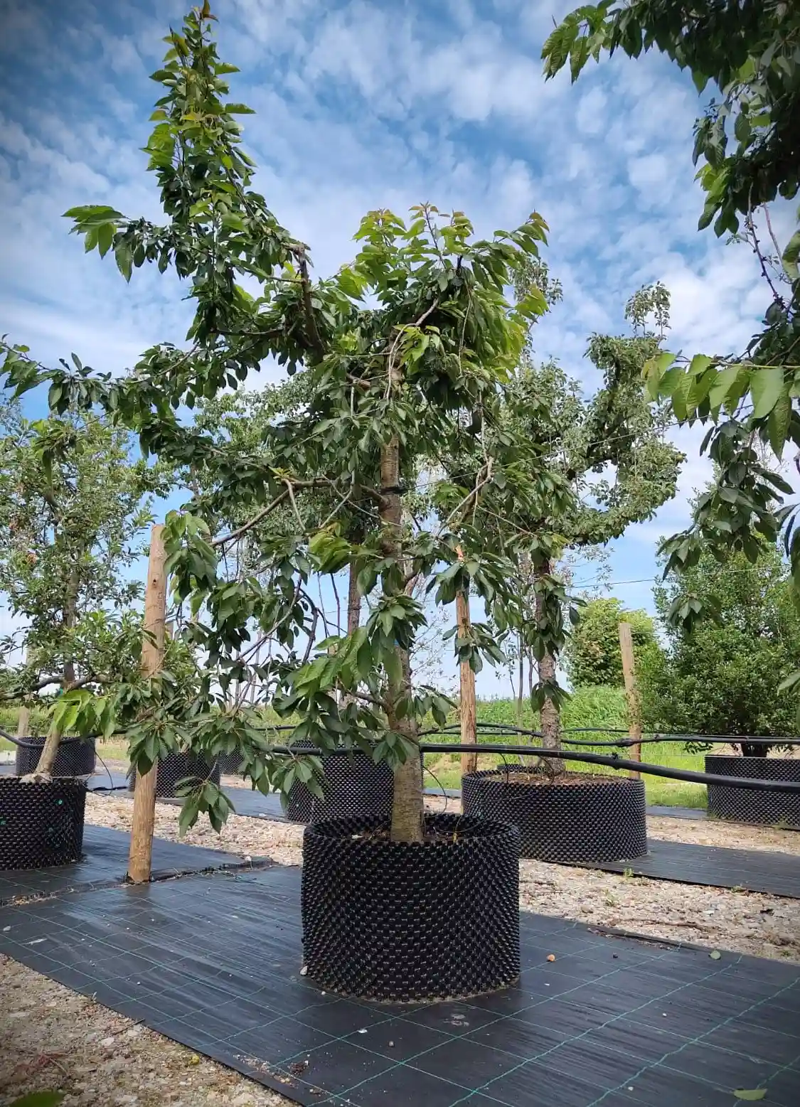 Kersenboom 'Kordia' | Laagstam